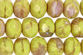 Czech Glass Grape Seed Fire Polished Rondelle 6x9mm