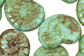 Czech Glass Turquoise Picasso Ammonite 20x13mm