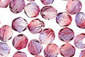 Czech Fire Polished Glass Dual Coated Tanzanite/Fuschia Round 6mm