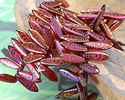 Czech Glass Laser Etched Peacock Feather on Garnet w/ Metallic Rainbow 8mm