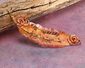 Patricia Healey Copper Big Feather Focal Link 98x26mm