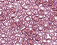 TOHO Gold Lustered Light Amethyst Round 11/0 Seed Bead