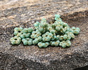 Czech Glass Textured Sea Green w/ Gold Wash Daisy Spacer 2x5mm
