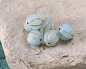 Matte Ice Blue w/ Gold Melon Round 8mm