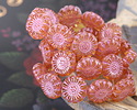 Czech Glass Topaz w/ Pink Wash Sunflower 13mm
