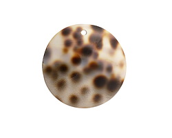 Tiger Cowrie Shell Convex Coin Focal 30mm