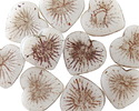 Czech Glass White w/ Metallic Rainbow Starburst Heart 13x14mm