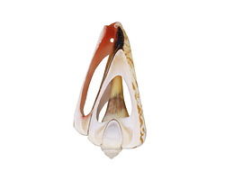 Luhuanus Shell Slice Pendant 21-31x43-66mm