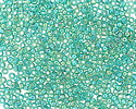 TOHO Transparent Rainbow Dark Peridot Round 11/0 Seed Bead