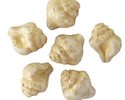 Czech Glass Ivory w/ Bisque Wash Murex Shell 15x12mm
