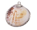 Arca Shell Pendant w/ Silver Finish 34x32-34mm