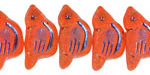 Czech Glass Matte Tangerine w/ Rainbow Metallic Bird 11x22mm