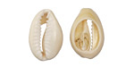 Money Cowrie Shell Slice 12-16x18-20mm