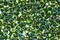 TOHO Peridot (with Emerald Lining) Round 11/0 Seed Bead