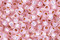 TOHO Permanent Milky Soft Pink (with Silver Lining) Round 11/0 Seed Bead