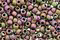 TOHO Matte Color Iris Violet Round 11/0 Seed Bead